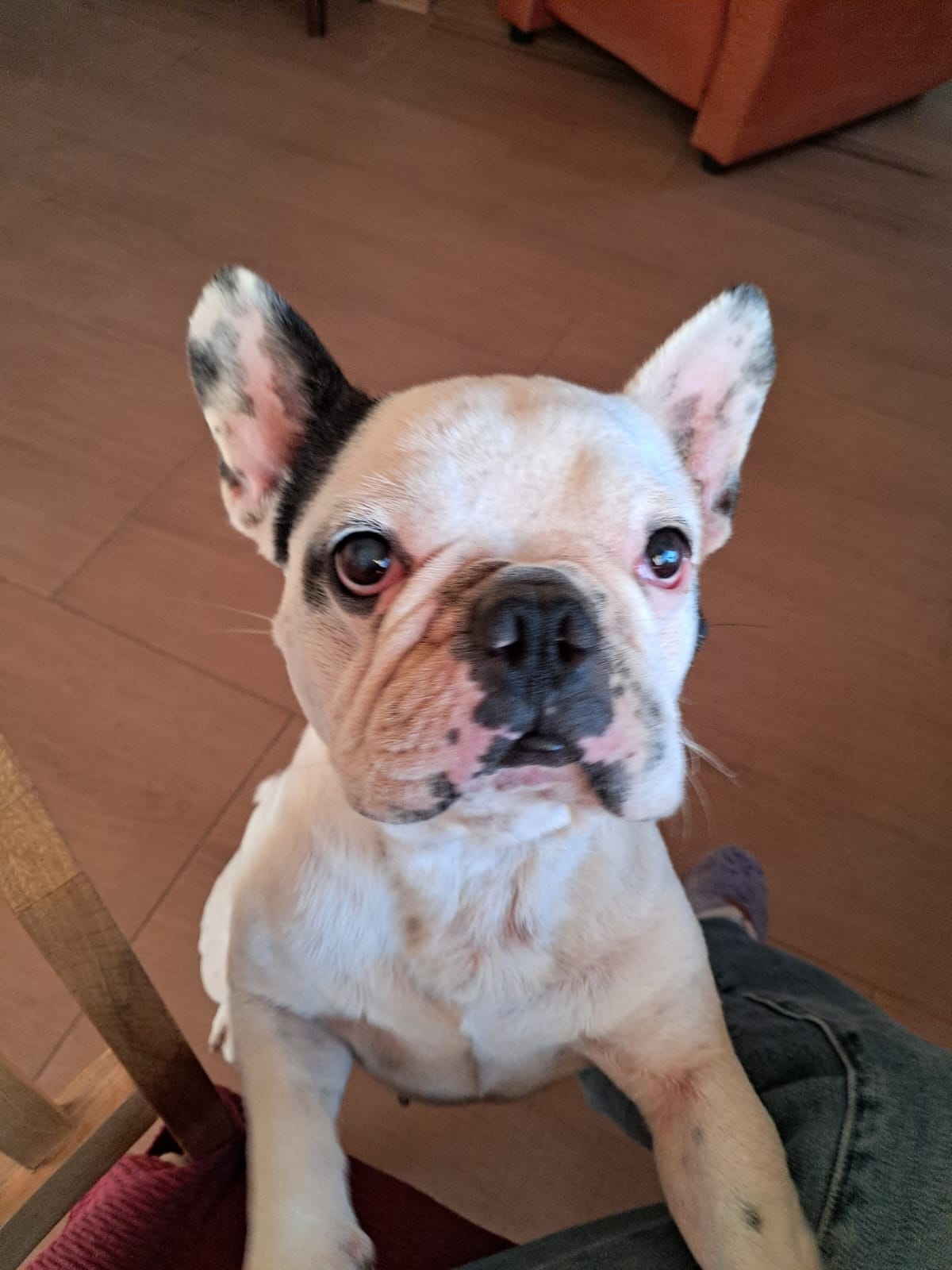 Oliver-4