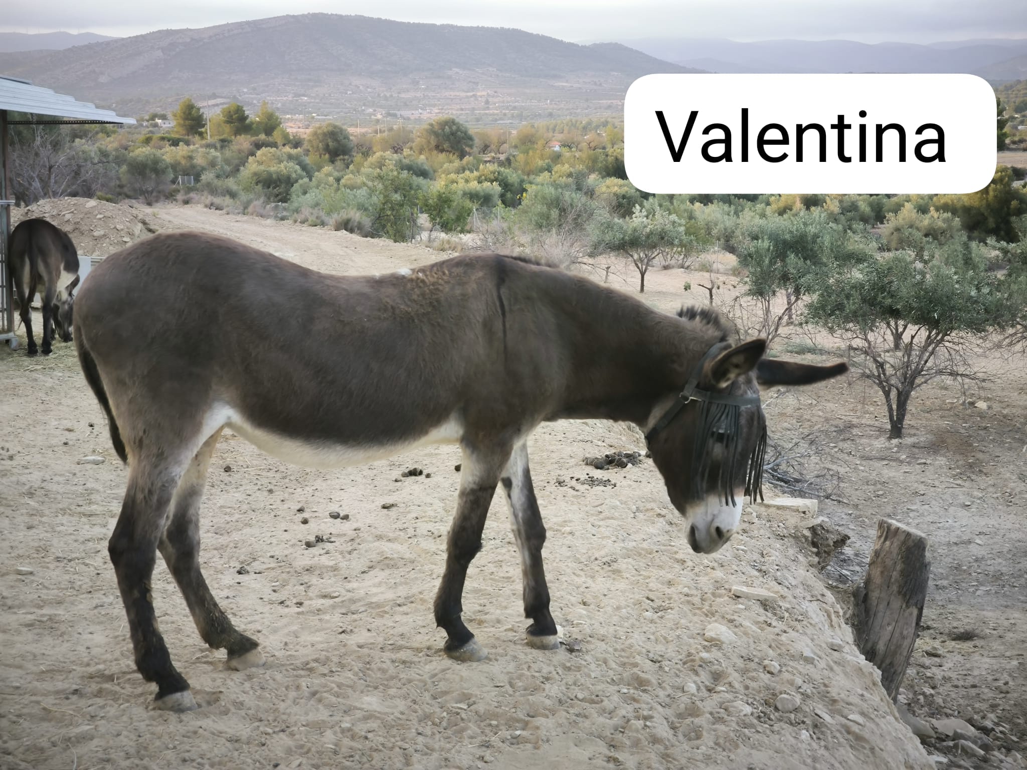 Valentina-3