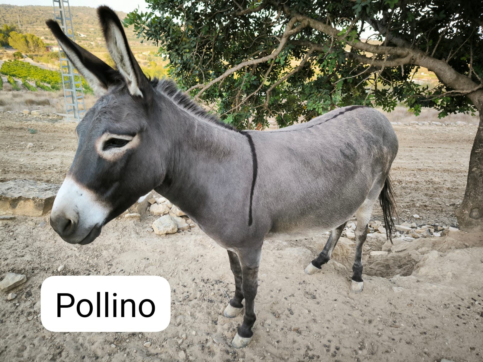 Pollino-2