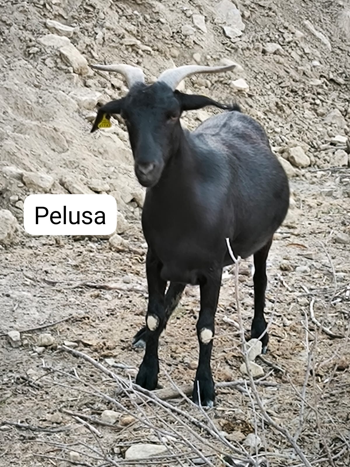Pelusa