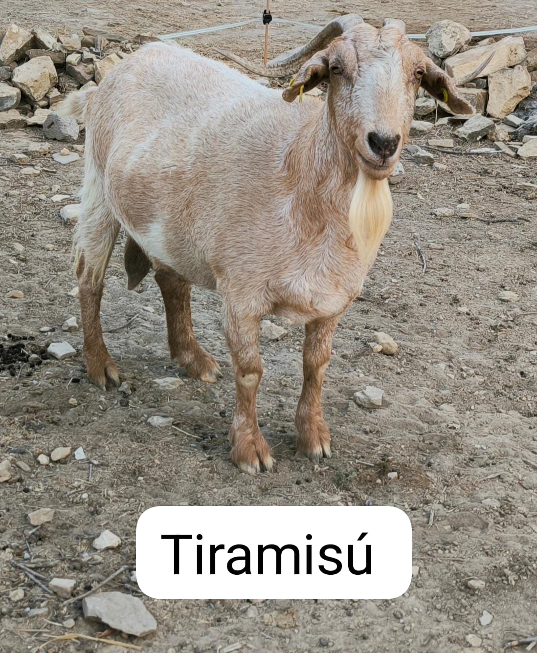 Tiramisu