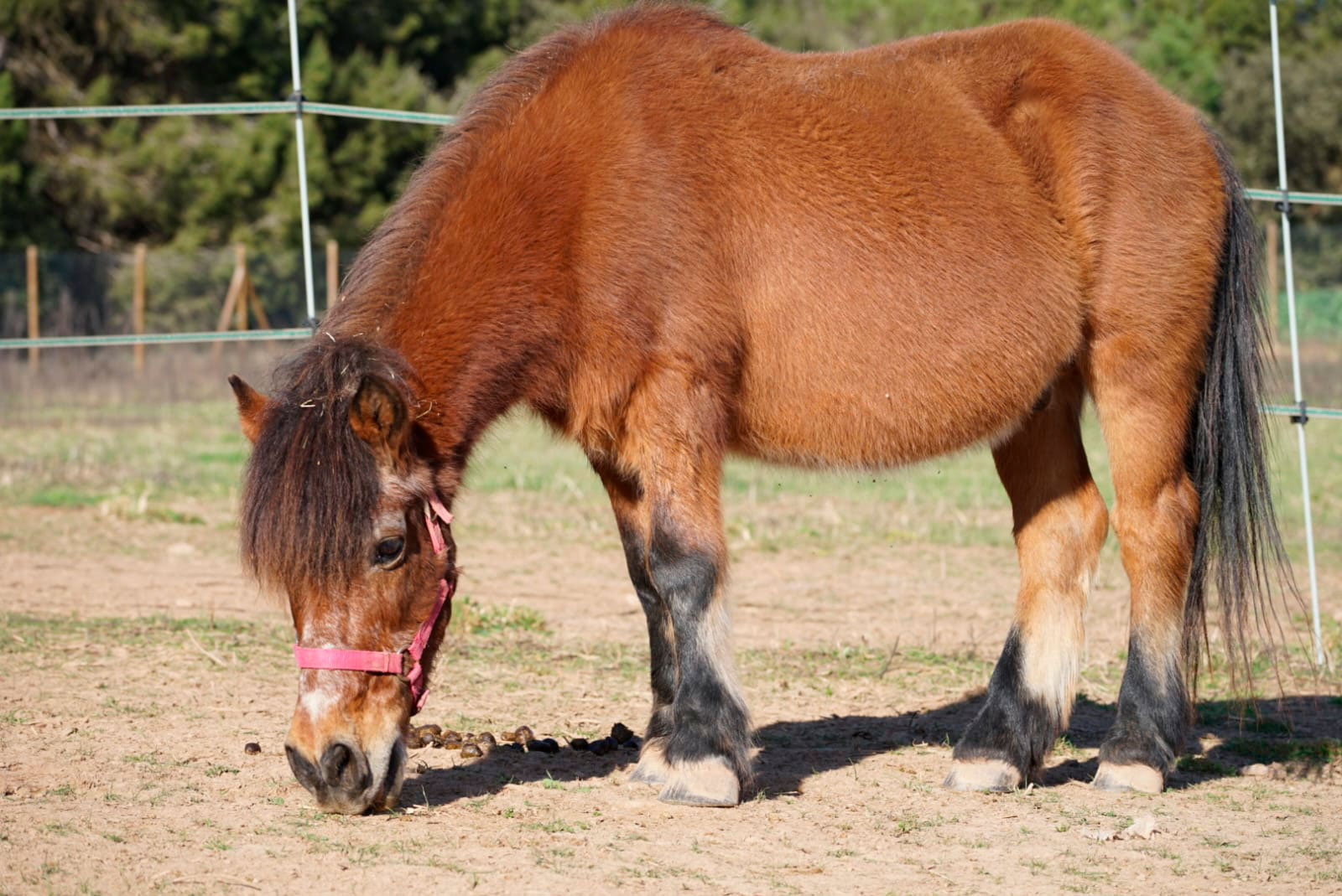 leona1