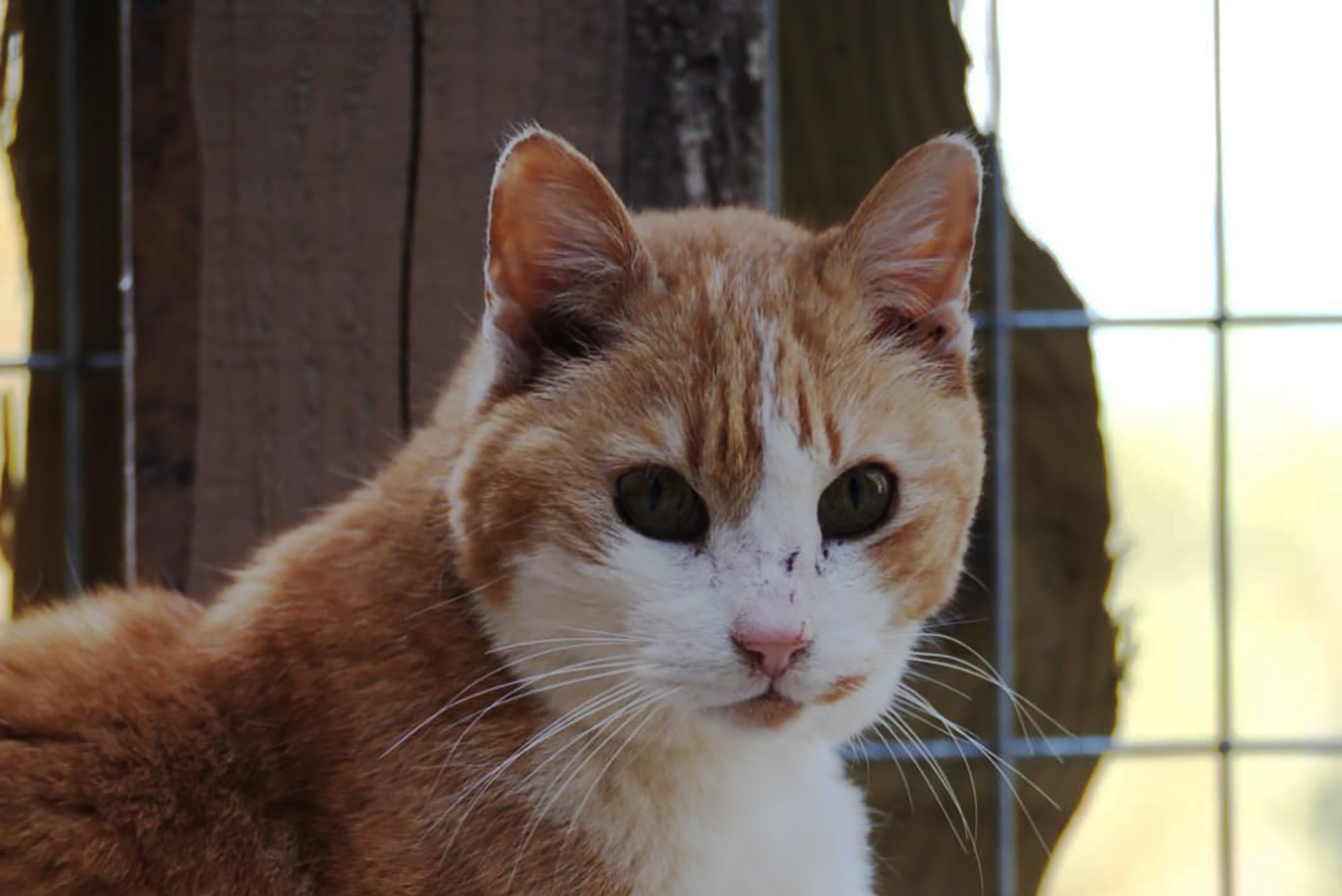 Gato atigrado naranja y blanco con marcas de sutura en el hocico, dentro de una jaula o recinto de malla metálica
