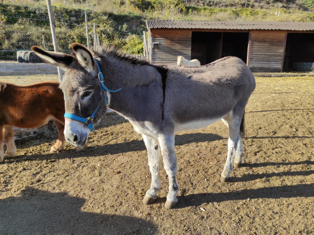 Burro gris con cabezada azul en un corral, junto a un burro marrón y un poni blanco al fondo cerca de un cobertizo