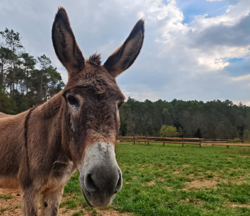 Burro marrón mirando a cámara en un prado verde cercado, con árboles y cielo nublado al fondo